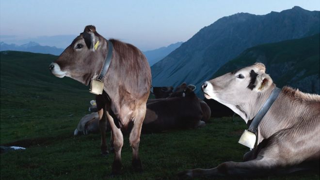 Коровы в Альпах - файл фото