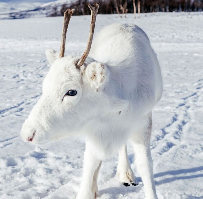 Filhote de rena branca pisando sob a neve, com o rosto virado para seu lado direito, olhando em direção Ã  câmera