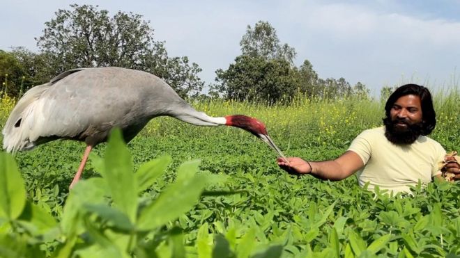 Crane