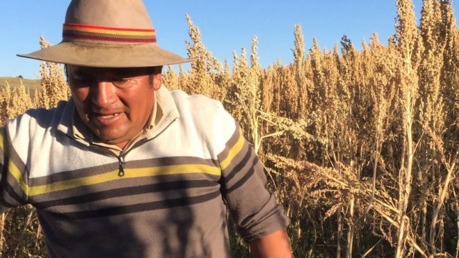 Rodrigo Cisneros harvesting quinoa