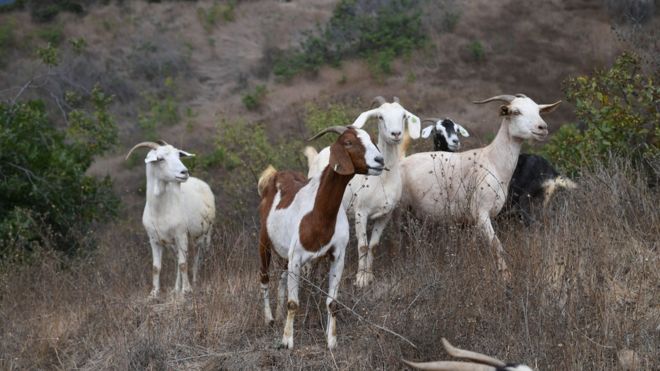 Um grupo de cabras em pé na encosta de uma colina