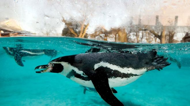Пингвин Гумбольдта плавает во время фотоколла для ежегодной инвентаризации в Лондонском зоопарке