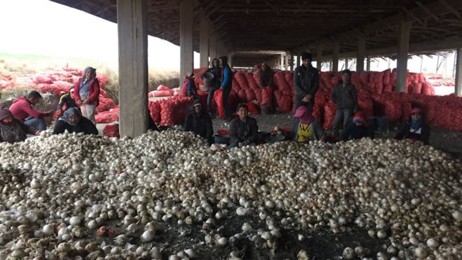 Правительство Турции обвиняет производителей лука в повышении цен для покупателей