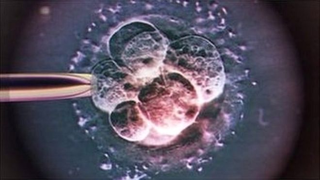 An embryo for in vitro fertilisation