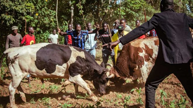 Люди болеют за животных во время боя быков в западной Кении