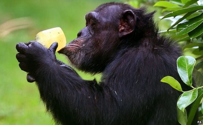 В Честерском зоопарке шимпанзе охлаждается ледяной палочкой