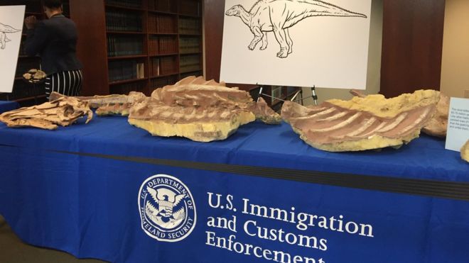 Стол с окаменелостями динозавров, изъятых Иммиграционной и таможенной службой США