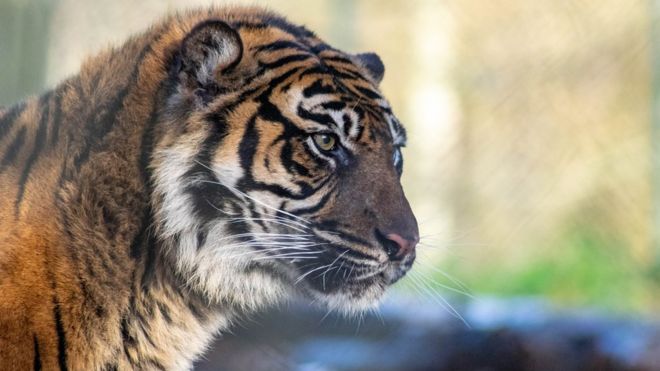 Indonesia tigers: Zookeeper killed after endangered animals escape - BBC  News