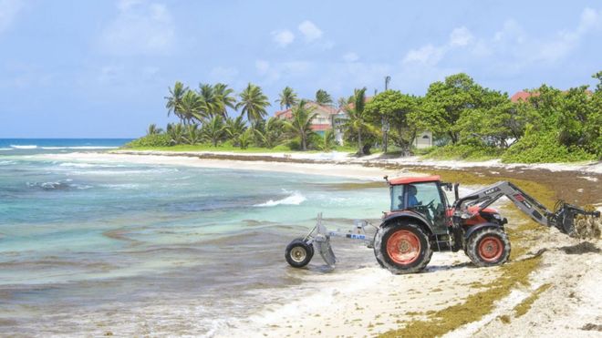 Механический сбор саргассовых водорослей, sargassum fluitans и sargassum natans на пляже Сен-Франсуа в Гваделупе. Водоросли саргассума являются настоящим бедствием для экономики и угрозой биоразнообразию.