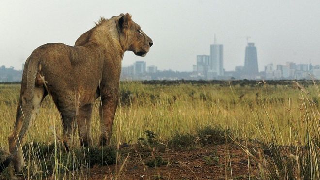 Лев смотрит в Найроби, Кения