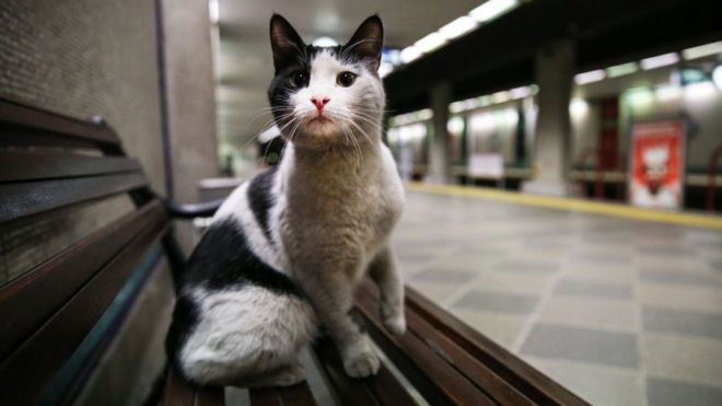 мачка у метроу