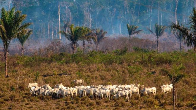 Cattle graze in the Amazon basin