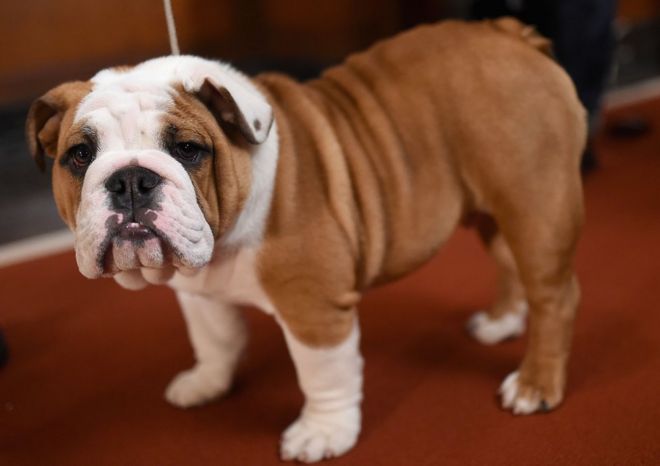 A Brown Bulldog