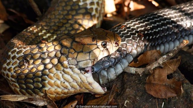 Chú rắn hổ mang chúa này (Ophiophagus hannah) đang ăn thịt một con rắn cái, nhưng liệu một con rắn có tự ăn đuôi của mình không?
