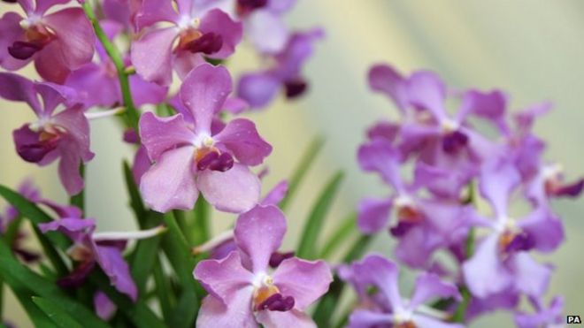 Орхидея в Сингапурском ботаническом саду имени Дэвида Кэмерона
