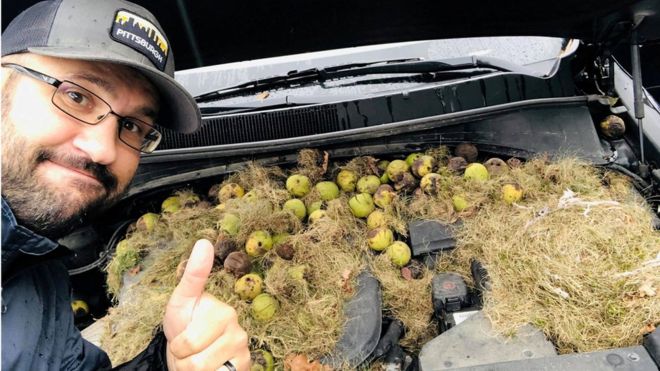 Крис Персик позирует рядом с капотом автомобиля, полным яблок и травы, и показывает палец вверх