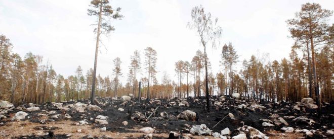Сгоревший лес виден там, где 26 июля 2018 года бушевал лесной пожар к северо-востоку от Люсдаля, центральная Швеция.