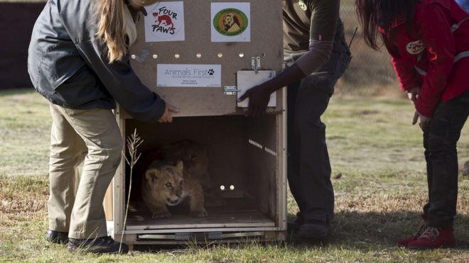 Детёнышей льва выпускают в заповеднике в Южной Африке