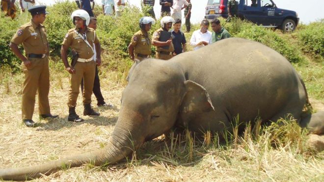 மனிதர்களுக்கும் யானைகளுக்கும் இடையே அதிகரிக்கும் மோதல்