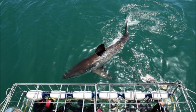 Туристы встают рядом с Большой белой акулой, когда она проплывает мимо клетки в 2009 году в Гансбае, Южная Африка