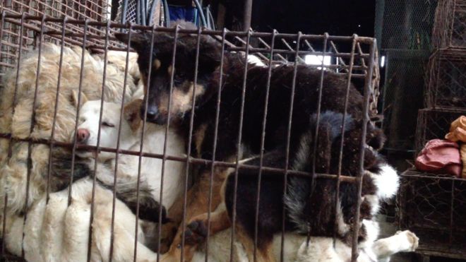 Chó bị nhốt để đưa đi giết lấy thịt ở Hàn Quốc