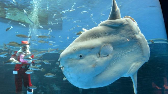 Sunfish