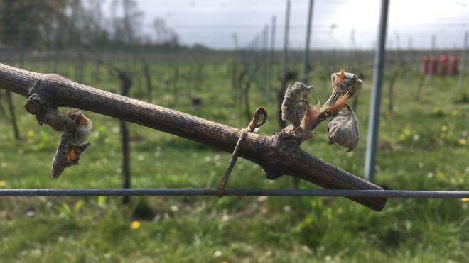 Поврежденный бутон на винограднике Олбери в Суррее