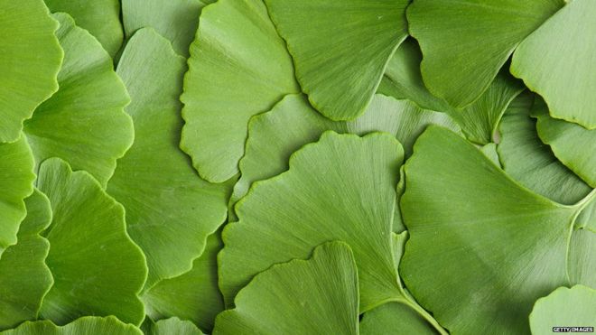 ginkgo biloba