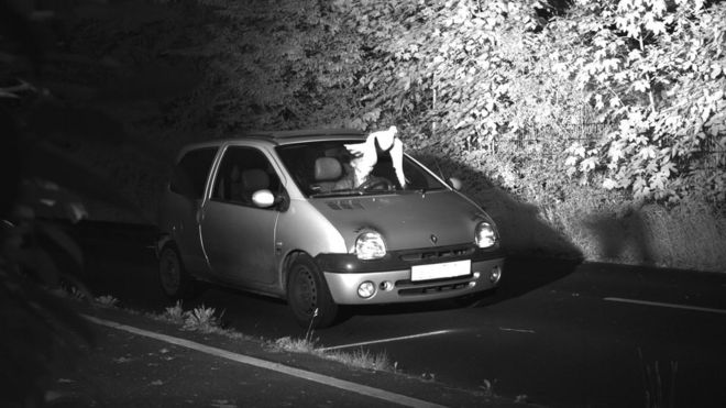 A dove flies across the face of a driver in this speed camera image