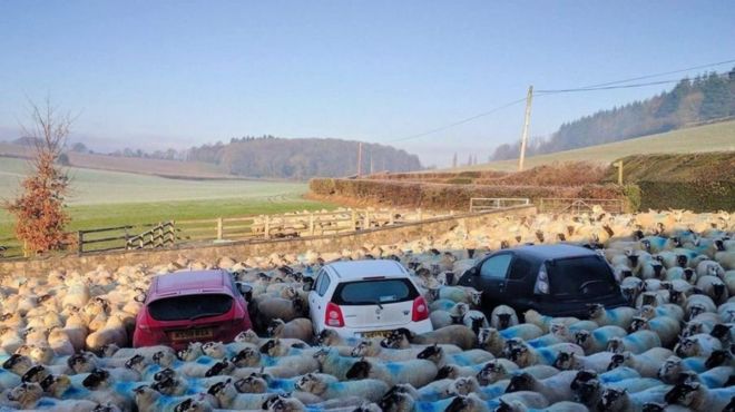 வேல்ஸ் பகுதியில் கார்களை சூழ்ந்திருக்கும் ஆட்டுக் கூட்டம்.