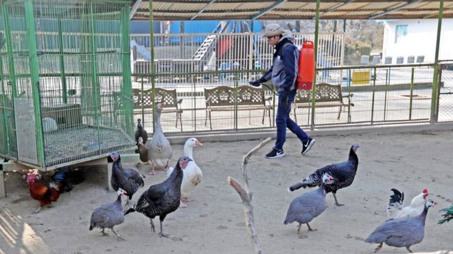 صورة موظف يعقم مزرعة للطيور