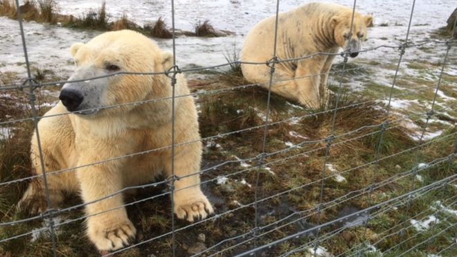 Самцы белых медведей Арктос, слева и Уокер