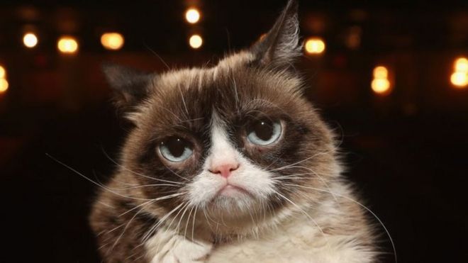 Huyền thoại mèo nhăn nhó 'Grumpy Cat'