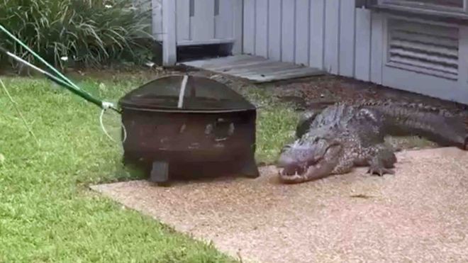 تمساح ضخم يزور عائلة بالحجر الصحي