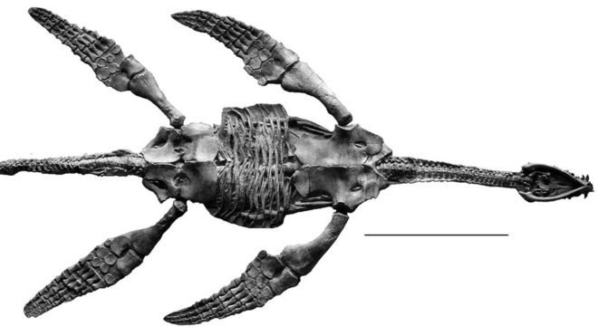 Виртуальная модель рептилии была построена из немецкого плезиозавра, известного как Мейеразавр