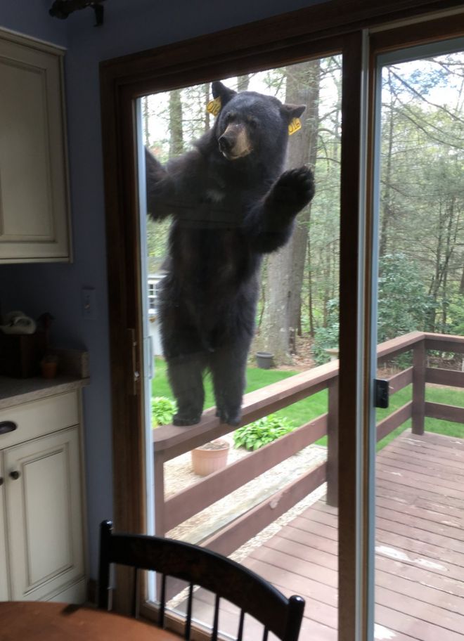 The bear tried to get through several doors before wandering off