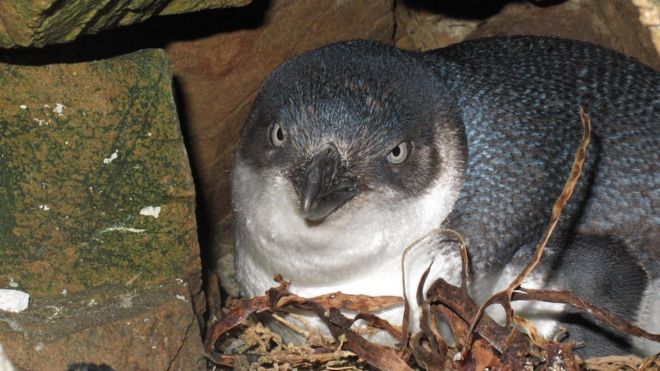 Файл фото маленького голубого пингвина в норе