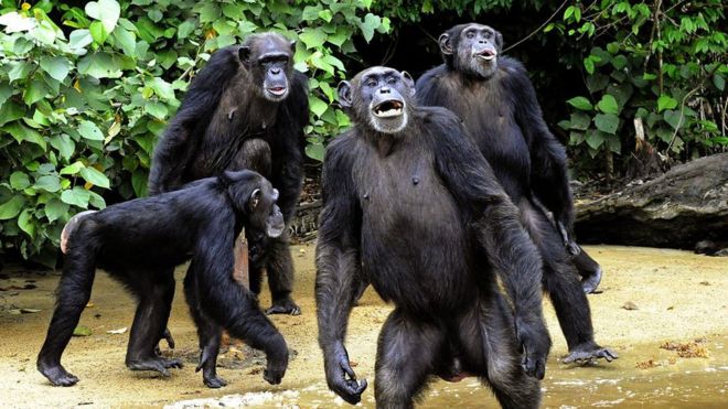 Кормление шимпанзе с острова обезьян, знаменитой колонии бывших пленников исследовательской лаборатории, на атолле в глубине джунглей южной Либерии