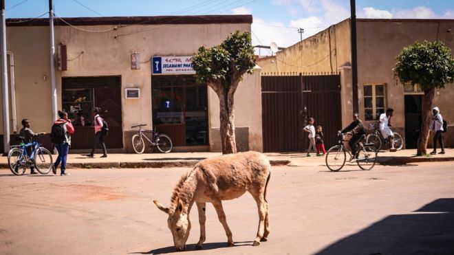 Осел на улице с несколькими велосипедами в Асмэре, Эритрея