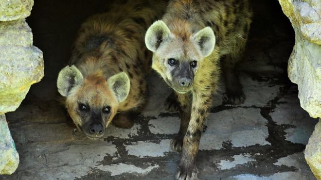 Par hijena u pećini u zoo vrtu u Beogradu