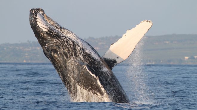 Нарушение горбатых китов