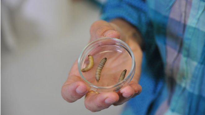 Waxworm caterpillars in petri dish