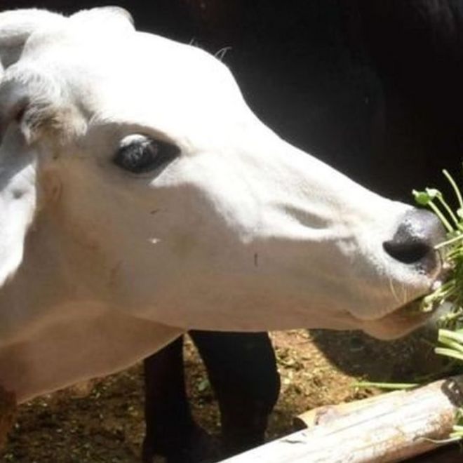गाय