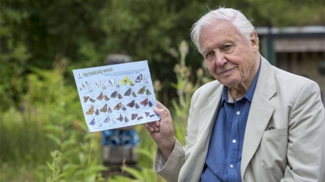David Attenborough Butterfly Chart