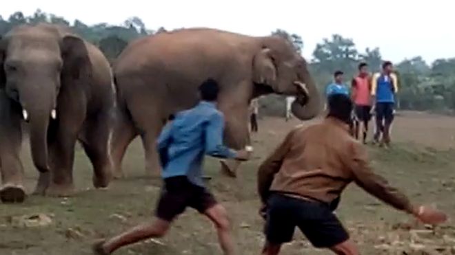 нападение слонов в Ориссе