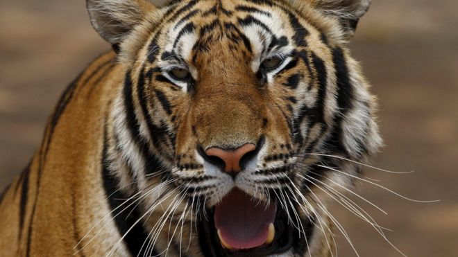 Тигр в Храме Тигров в Таиланде (файл фото)