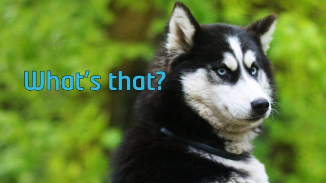 A husky dog looking confused with the word 'What's that?'