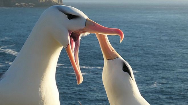 Albatross
