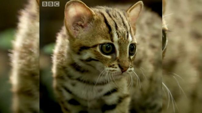 أصغر القطط الشرسة في العالم