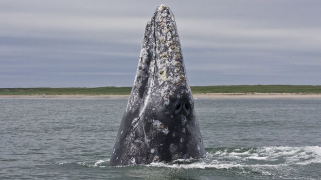 Западный серый кит